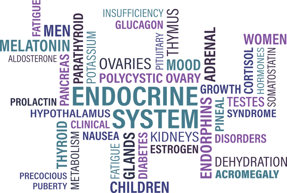 Acerca de las hormonas endocrinas: hormona paratiroidea