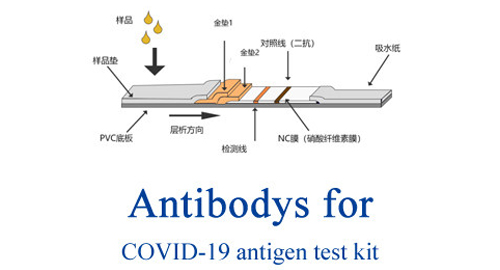 Anticuerpo para la prueba de antígeno COVID-19