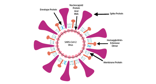 ¿Por qué proteína nucleocápside?